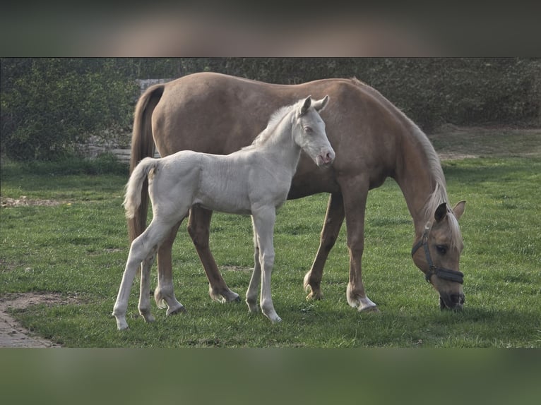 Trakehner Semental Potro (01/2026) 166 cm Cremello in Duvennest