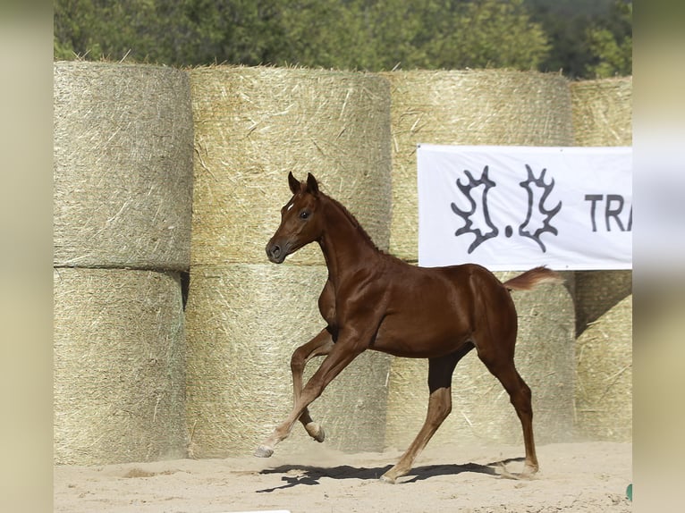 Trakehner Semental Potro (05/2025) 167 cm Alazán in Aytos