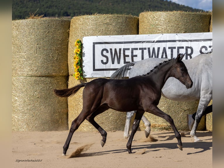 Trakehner Semental Potro (04/2025) 167 cm Castaño oscuro in Aytos