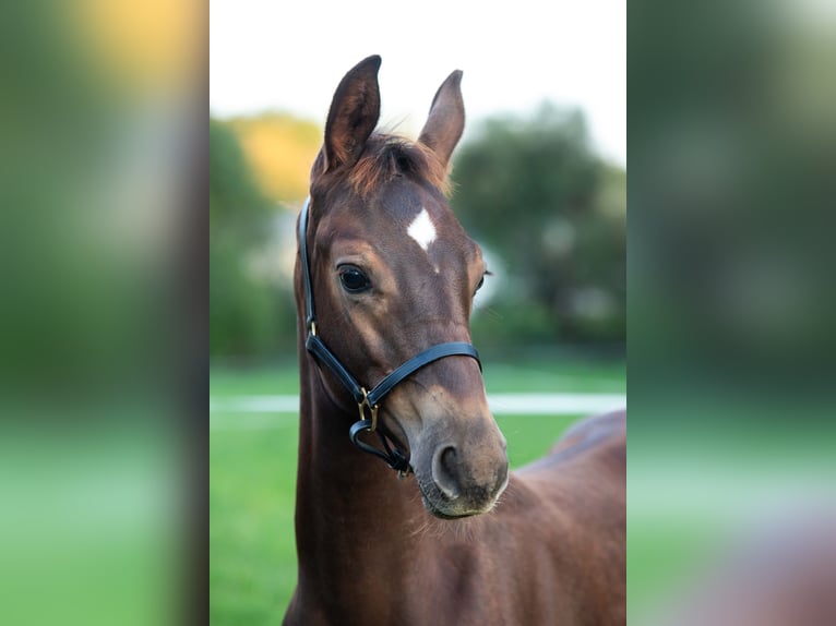 Trakehner Semental Potro (05/2024) 168 cm Alazán-tostado in Gnadendorf