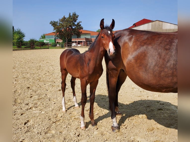 Trakehner Semental  168 cm Castaño in Zülpich