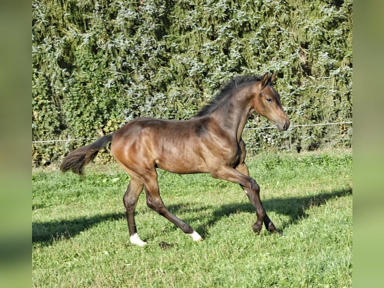 Trakehner Semental Potro (03/2026) 168 cm Castaño in Auerbach/Vogtland