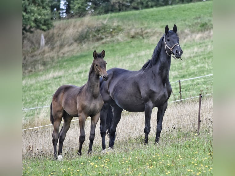 Trakehner Semental Potro (03/2026) 168 cm Castaño in Auerbach/Vogtland