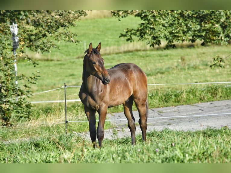 Trakehner Semental Potro (03/2026) 168 cm Castaño in Auerbach/Vogtland