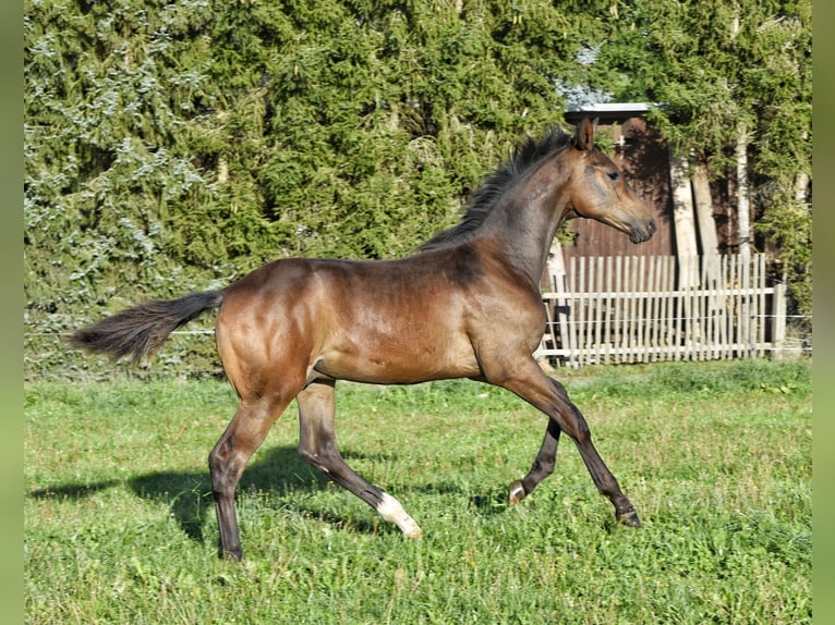 Trakehner Semental Potro (03/2026) 168 cm Castaño in Auerbach/Vogtland