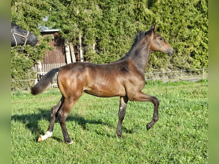 Trakehner Semental Potro (03/2026) 168 cm Castaño in Auerbach/Vogtland