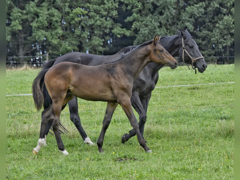 Trakehner Semental Potro (03/2026) 168 cm Castaño in Auerbach/Vogtland