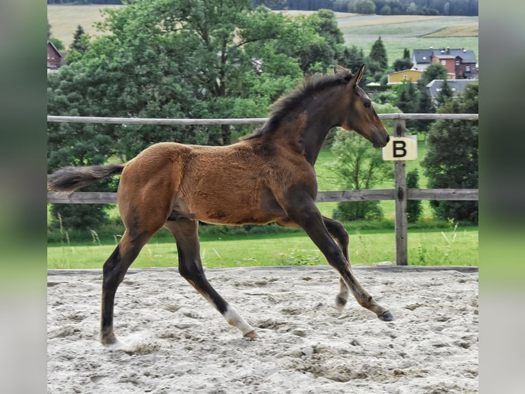 Trakehner Semental Potro (03/2026) 168 cm Castaño in Auerbach/Vogtland
