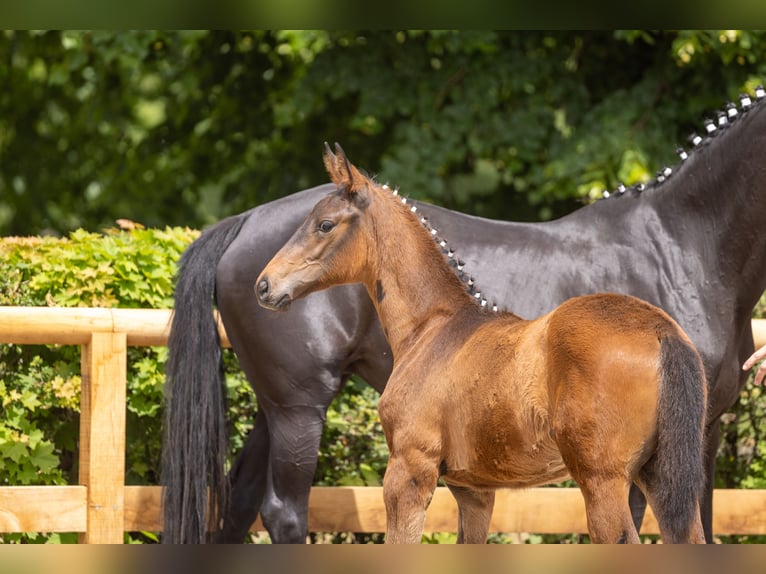 Trakehner Semental Potro (03/2026) 168 cm Castaño in Auerbach/Vogtland