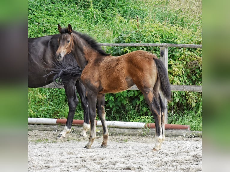 Trakehner Semental Potro (03/2026) 168 cm Castaño in Auerbach/Vogtland