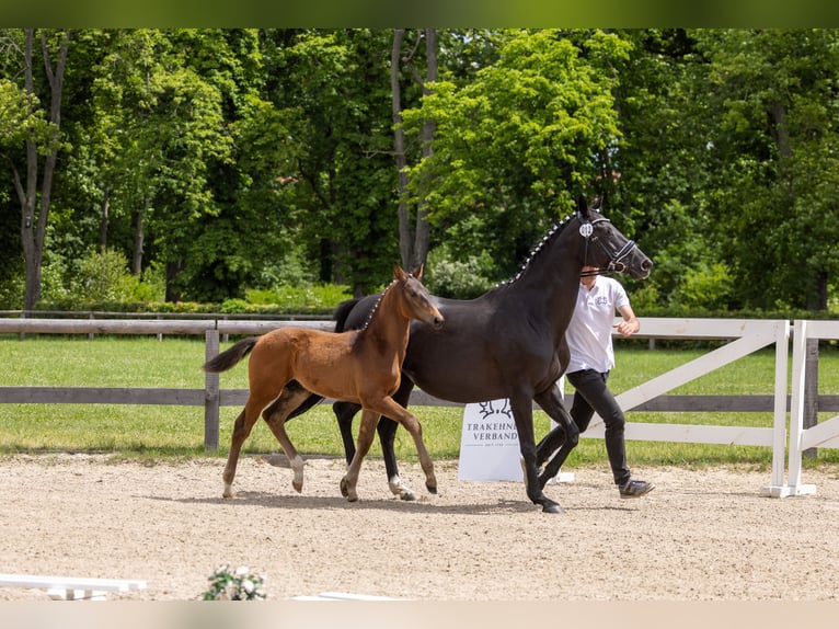 Trakehner Semental Potro (03/2026) 168 cm Castaño in Auerbach/Vogtland