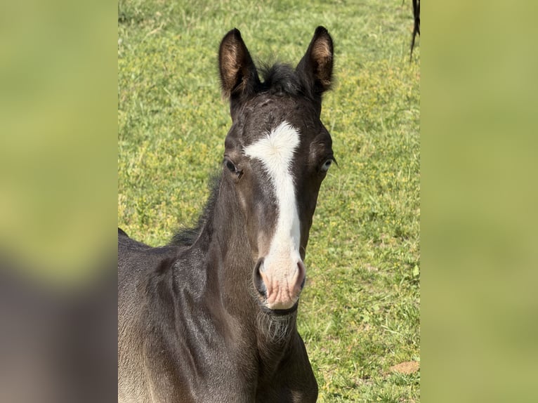 Trakehner Semental Potro (05/2026) 168 cm Negro in Hollenbach