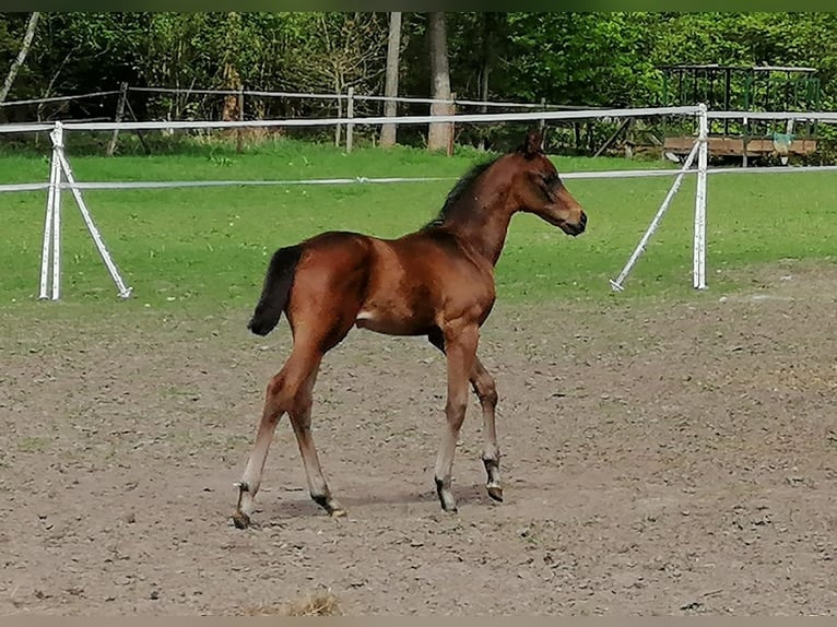 Trakehner Semental  169 cm Castaño oscuro in Harsefeld