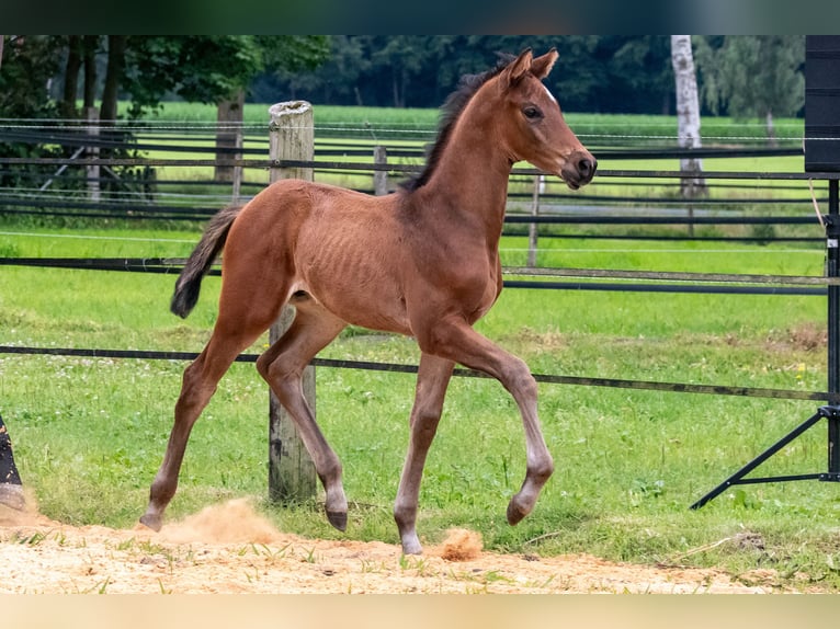 Trakehner Semental  169 cm Castaño oscuro in Harsefeld