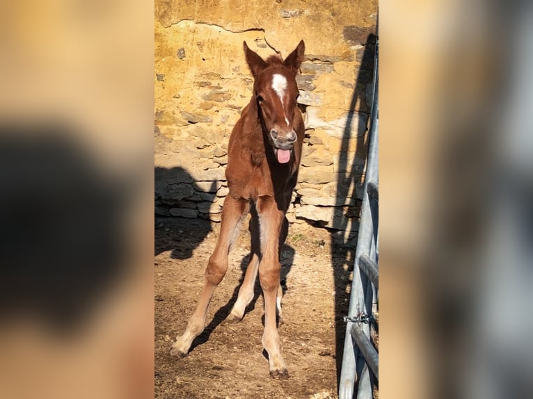 Trakehner Semental  170 cm Alazán in Weißenburg in BayernWeißenburg