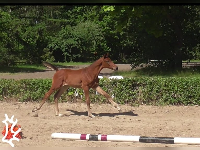 Trakehner Semental Potro (04/2024) 170 cm Castaño in Harsefeld