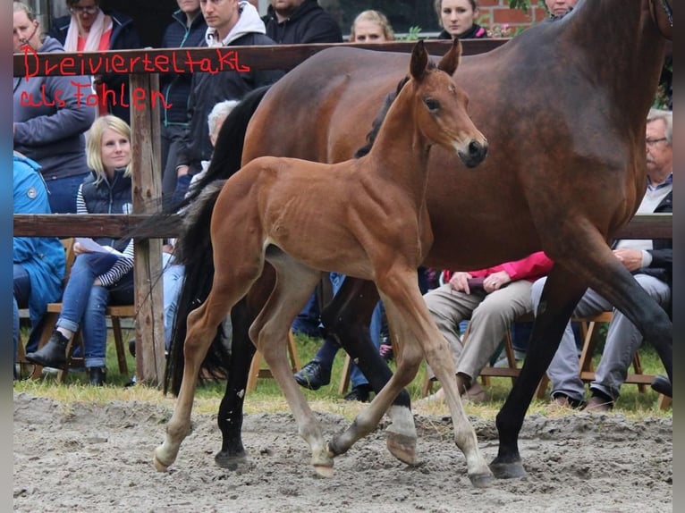 Trakehner Semental Potro (04/2024) 170 cm Castaño in Harsefeld