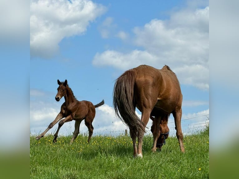 Trakehner Semental Potro (04/2024) 170 cm Castaño oscuro in Kurtscheid