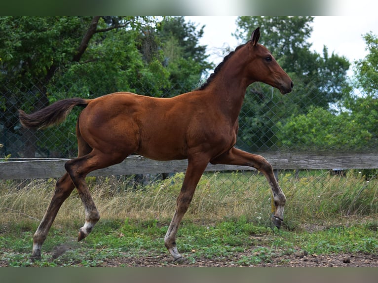 Trakehner Semental Potro (04/2026) 170 cm Castaño oscuro in Schenkendöbern