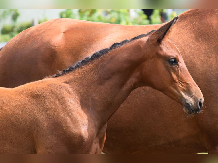 Trakehner Semental Potro (04/2026) 170 cm Castaño oscuro in Schenkendöbern