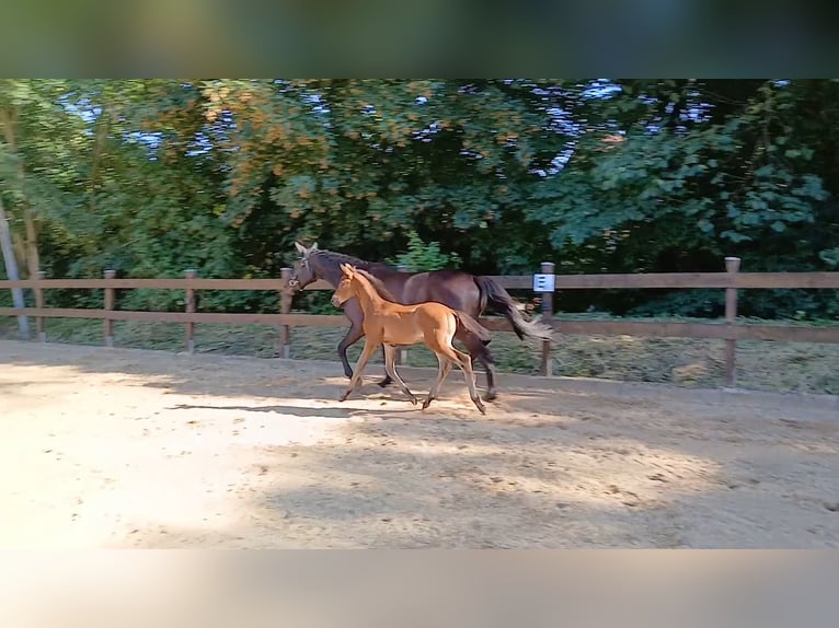 Trakehner Semental Potro (06/2026) 170 cm Castaño oscuro in Auetal