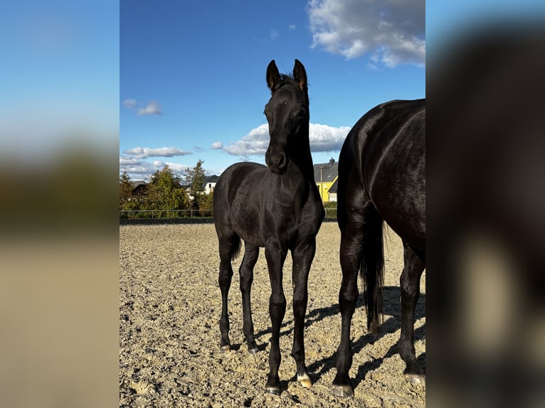 Trakehner Semental Potro (05/2025) 170 cm Negro in Jahnsdorf/Erzgebirge