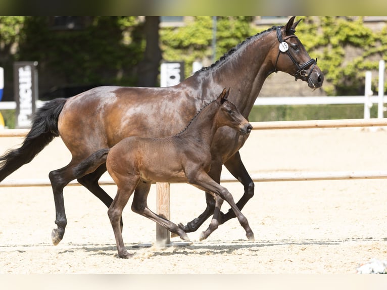 Trakehner Semental Potro (01/2025) in Ennepetal