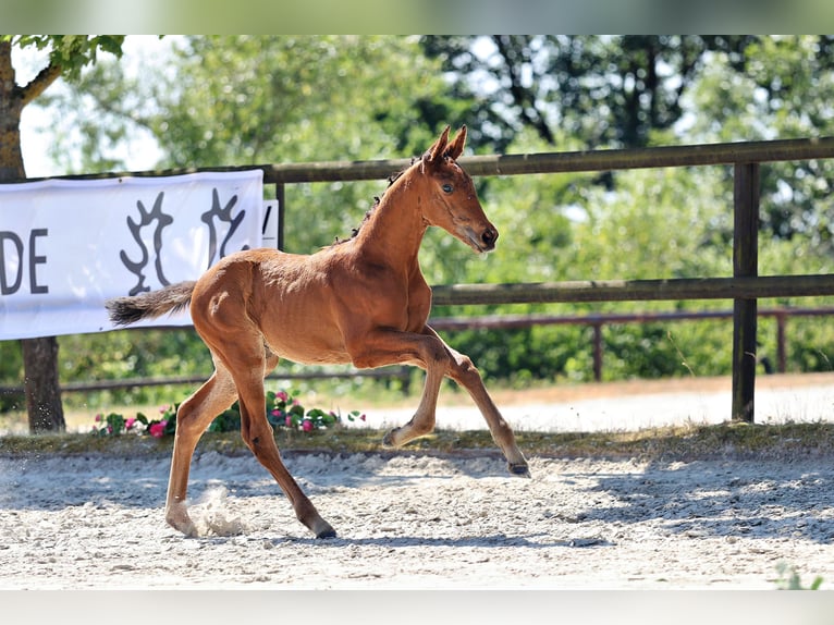 Trakehner Semental Potro (05/2026) Castaño in Venningen