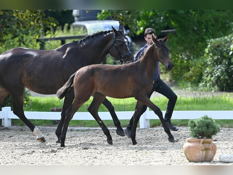 Trakehner Semental Potro (03/2024) Castaño in Nottuln