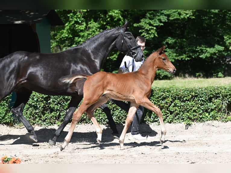 Trakehner Semental Potro (04/2024) Castaño in Harsefeld