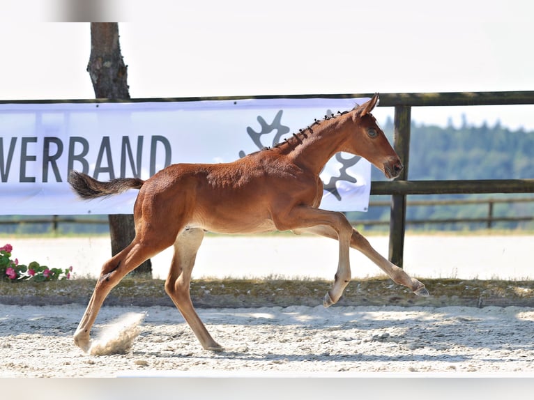 Trakehner Semental Potro (05/2026) Castaño in Walshausen