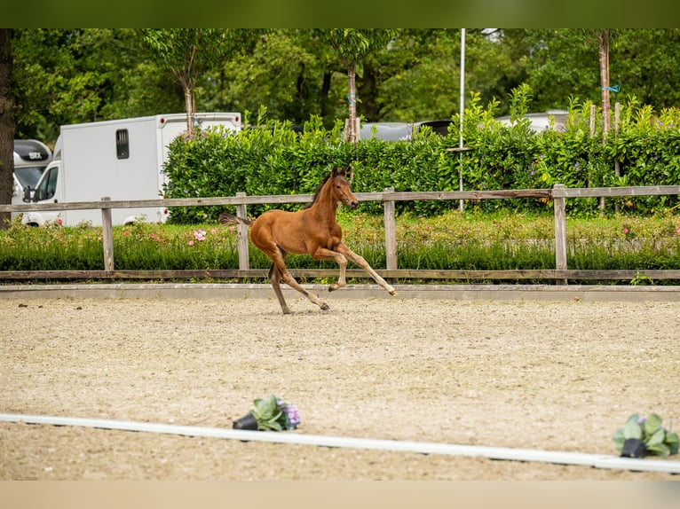 Trakehner Semental Potro (06/2025) Castaño in Hamburg