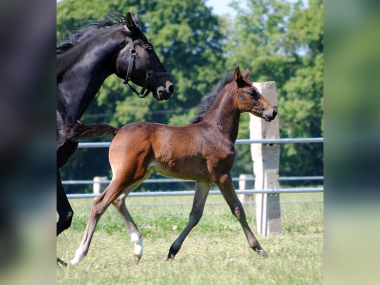 Trakehner Semental Potro (05/2024) Castaño oscuro in ZapelCrivitz