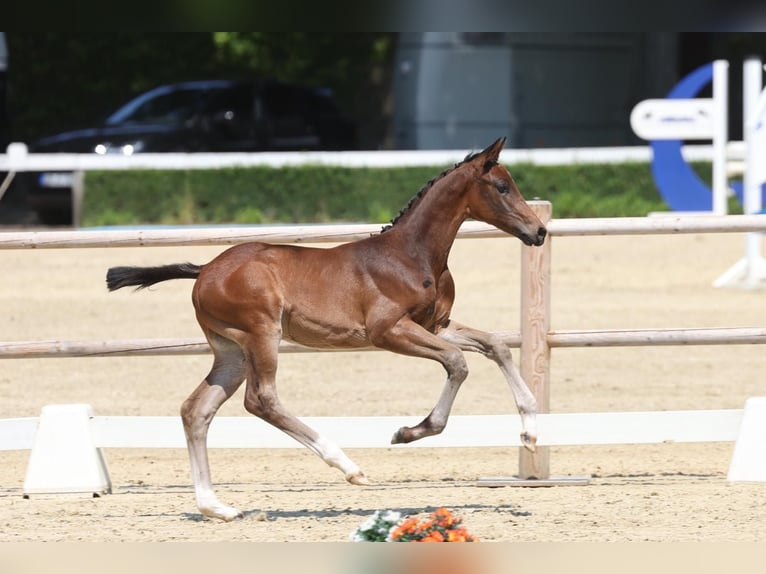 Trakehner Semental Potro (04/2026) Castaño oscuro in Bielefeld