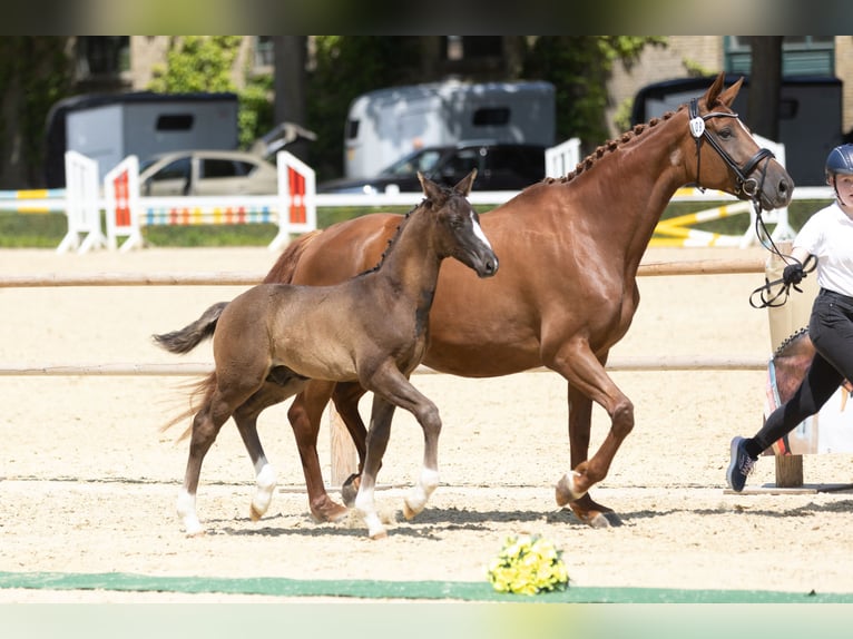 Trakehner Semental Potro (04/2025) Morcillo in Dorsten
