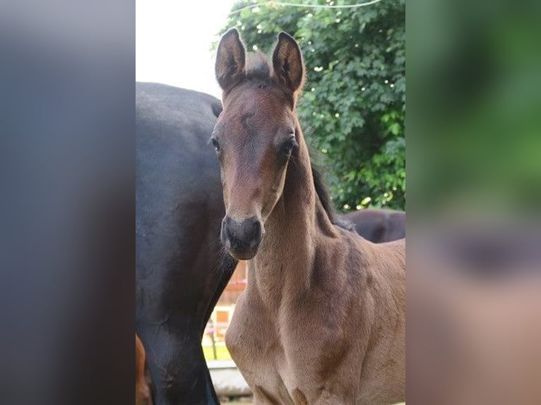 Trakehner Semental Potro (05/2025) Morcillo in G&#xFC;nzburg