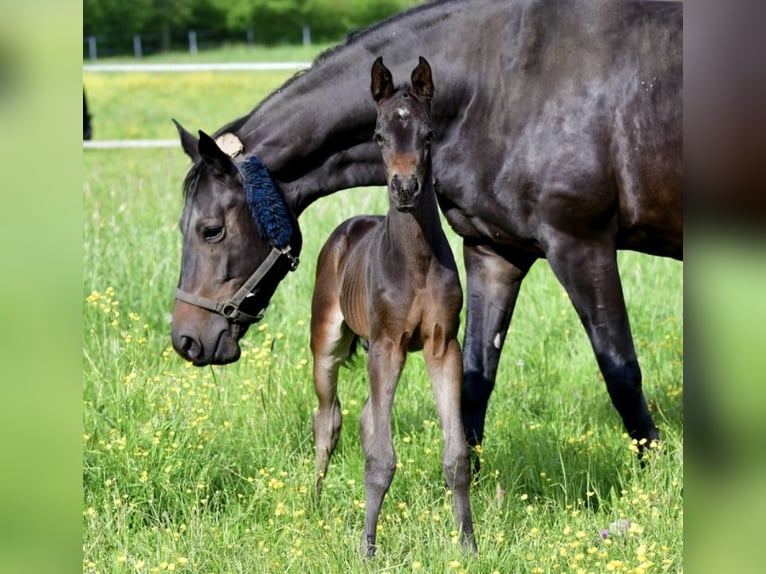 Trakehner Semental Potro (05/2024) Morcillo in Wessobrunn