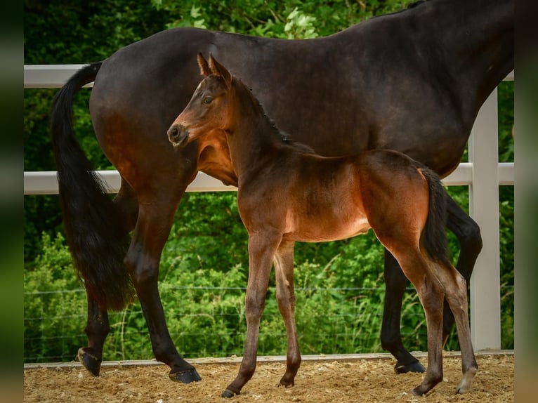 Trakehner Semental Potro (05/2024) Morcillo in Wessobrunn