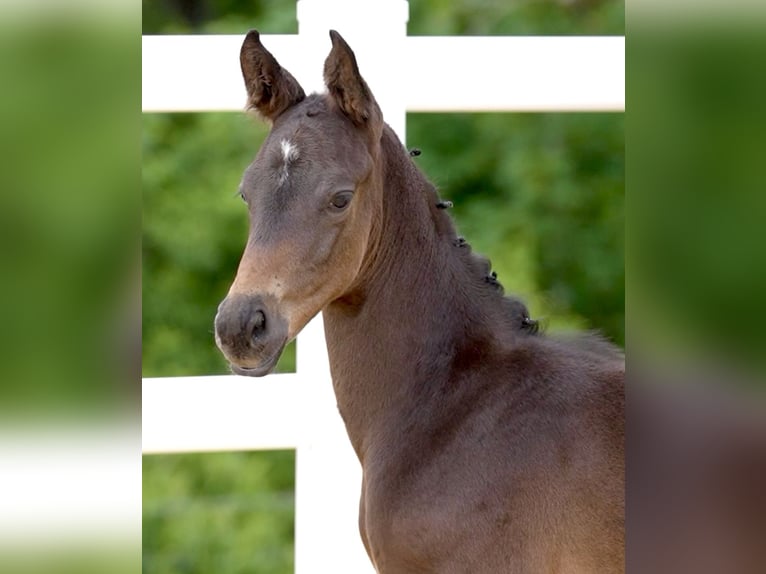 Trakehner Semental Potro (05/2024) Morcillo in Wessobrunn