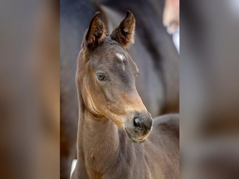 Trakehner Semental Potro (05/2024) Morcillo in Wessobrunn