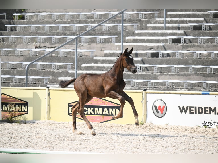 Trakehner Semental Potro (05/2026) Morcillo in Günzburg