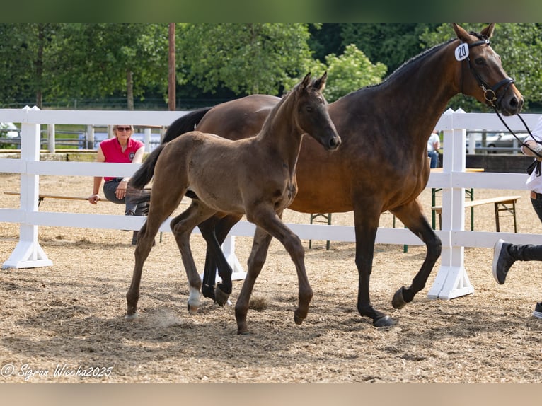 Trakehner Semental Potro (04/2025) Morcillo in L&#xFC;beck