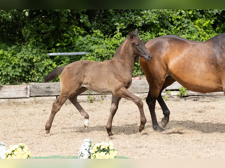 Trakehner Semental Potro (04/2025) Morcillo in L&#xFC;beck