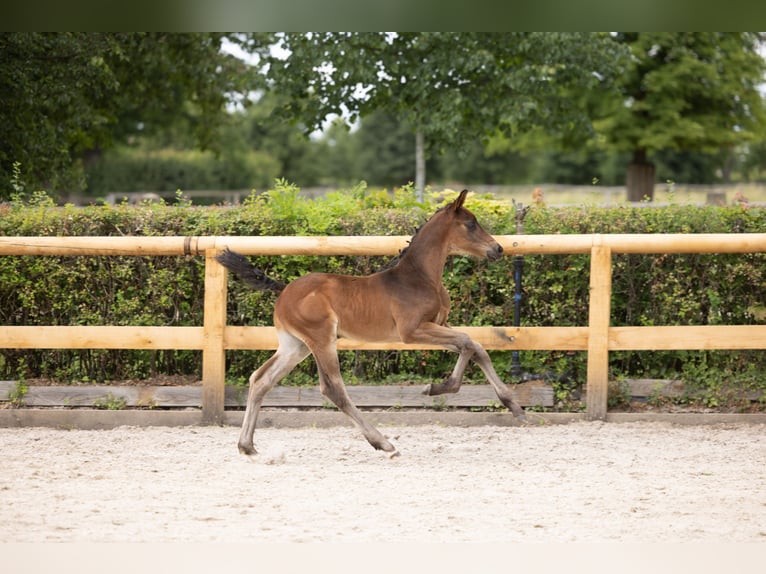 Trakehner Semental Potro (05/2026) Morcillo in Striegistal