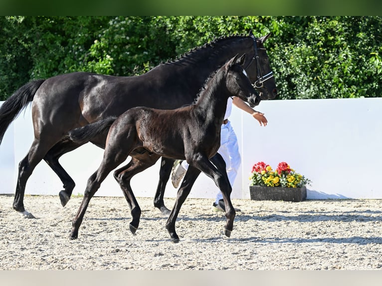 Trakehner Semental Potro (03/2026) Musgo in Hohenstein Ödenwaldstetten