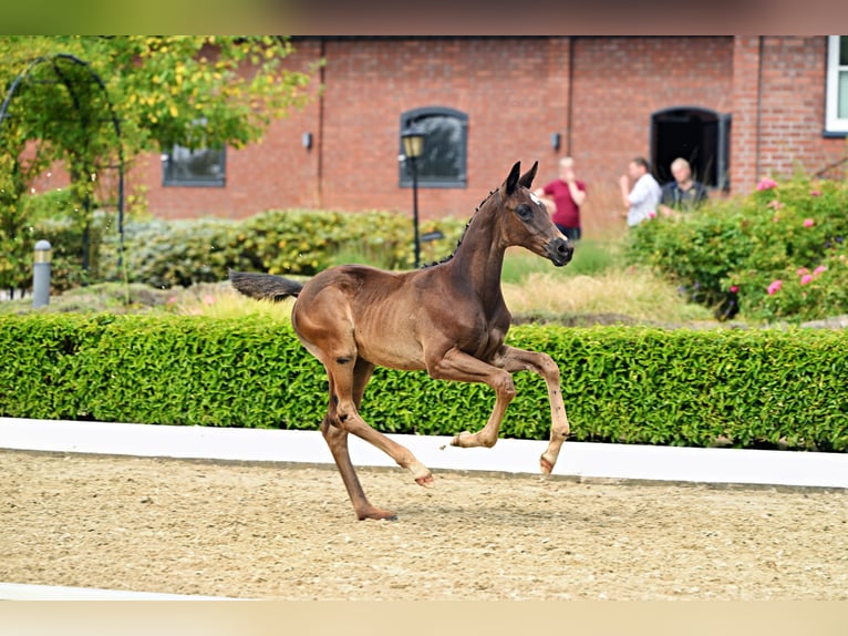 Trakehner Semental Potro (05/2026) Negro in Stadland