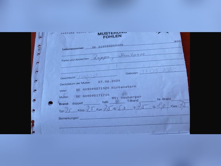 Trakehner Semental Potro (05/2025) Negro in Reicherbeuern