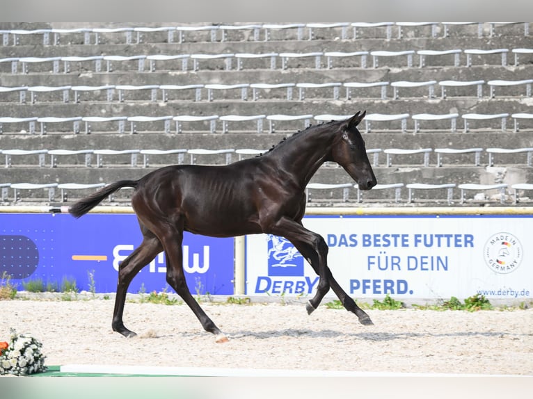 Trakehner Semental Potro (03/2026) Negro in Bad Urach