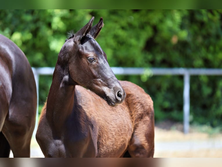 Trakehner Semental Potro (01/2026) Negro in Garmisch-Partenkirchen