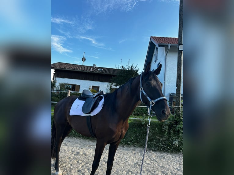 Trakehner Stallion 10 years 16,2 hh Bay-Dark in KirchseeonKirchseeon